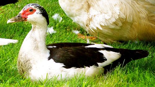 Sitting Duck A sitting Muscovy duck