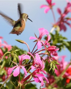 hummingbird hummingbird